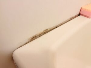 カビを掃除したい